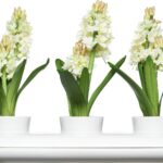 Vasi per piante aromatiche Hold di Sagaform