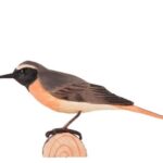 Uccello decorato Commen Red Start di Wildlife Garden