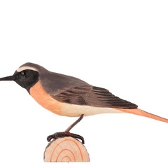 Uccello decorato Commen Red Start di Wildlife Garden